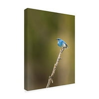Védjegy képzőművészet 'hegyi kék madár' vászon művészet készítette Galloimages Online