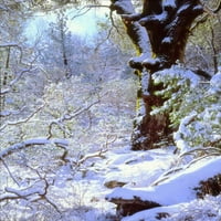 Kalifornia, Cuyamaca Rancho hóval borított fák Christopher Talbot Frank