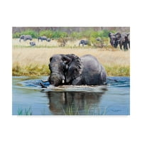 Védjegy képzőművészet 'elefánt, Okavango Delta' vászon művészet pip McGarry
